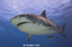 žralok tygří by Radim Fort 